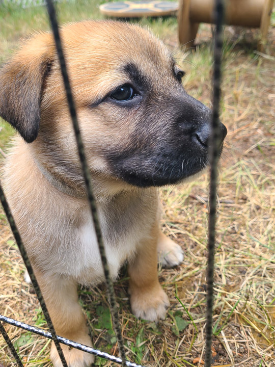 chinook dog